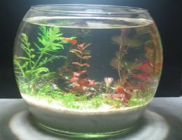 Bể cá tròn để bàn đẹp – Cách nuôi cá trong bể cá tròn nhỏ