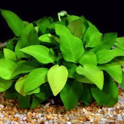 Cây Ráy lá nhỏ – Cây thủy sinh dễ trồng không cần đất nền
