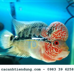 Cá La Hán Châu Thái Đỏ cực đẹp
