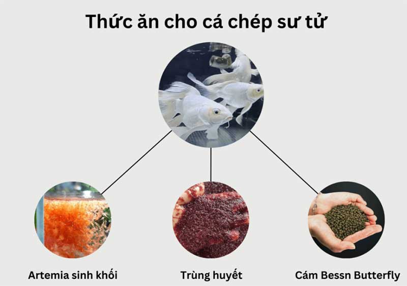 Thức ăn cá chép sư tử trắng