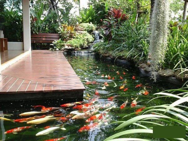 Dũng Aquarium - Cung cấp hệ thống bể cá ngoài trời toàn diện